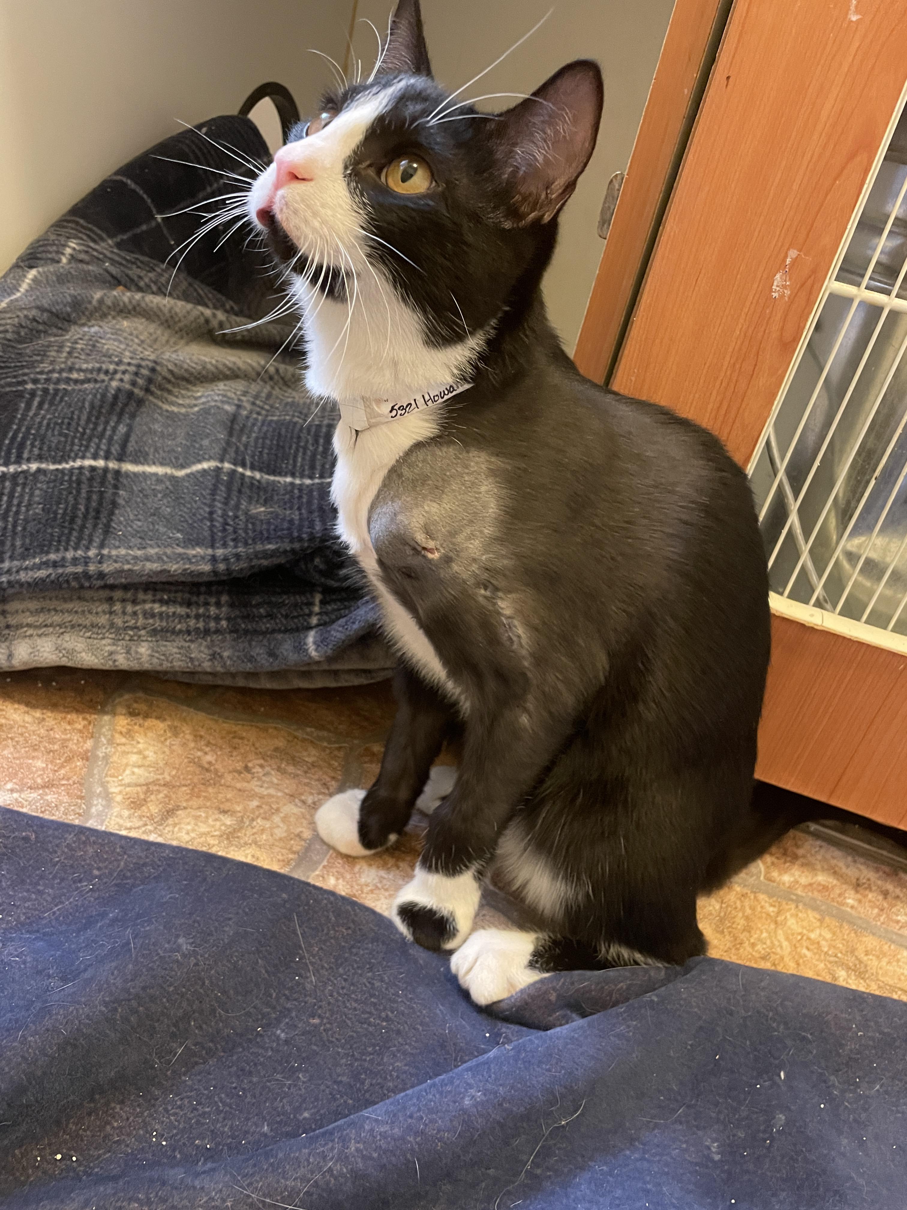 Enlarge Howell, a Adoptable Domestic Short Hair in Corrales, NM image 3/3