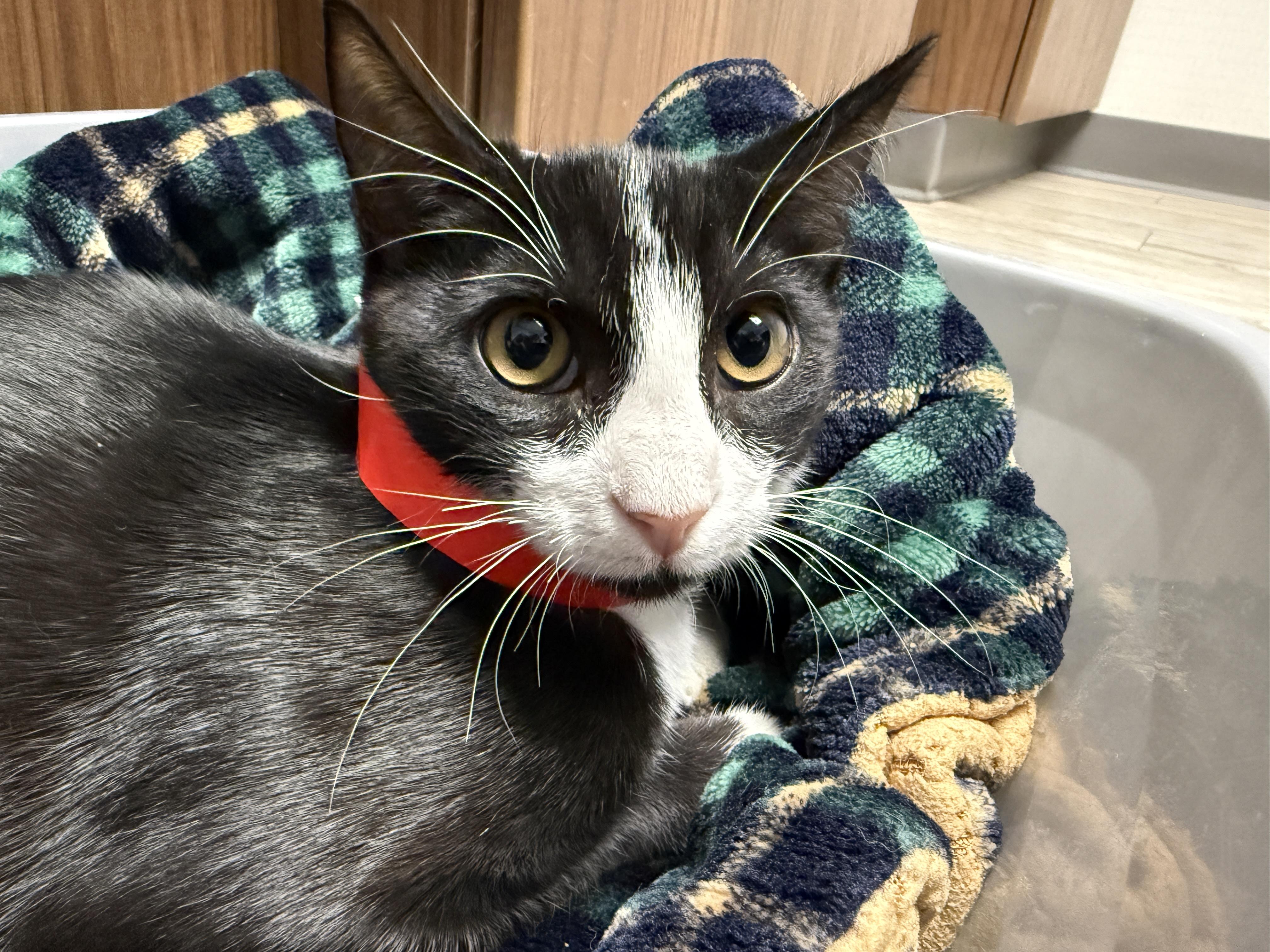 Enlarge Howell, a Adoptable Domestic Short Hair in Corrales, NM image 2/3