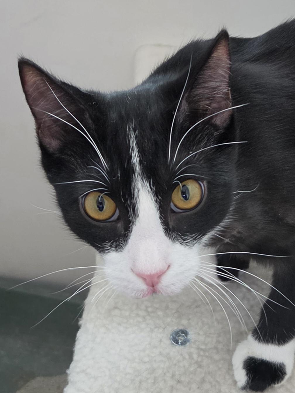 Enlarge Howell, a Adoptable Domestic Short Hair in Corrales, NM image 1/1