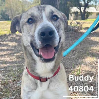 Buddy, Adoptable, Adult Male Hound & Shepherd.