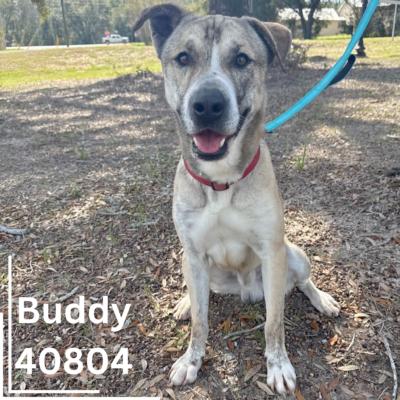 Enlarge Buddy, a Adoptable mixed breed in Tampa, FL image 3/3