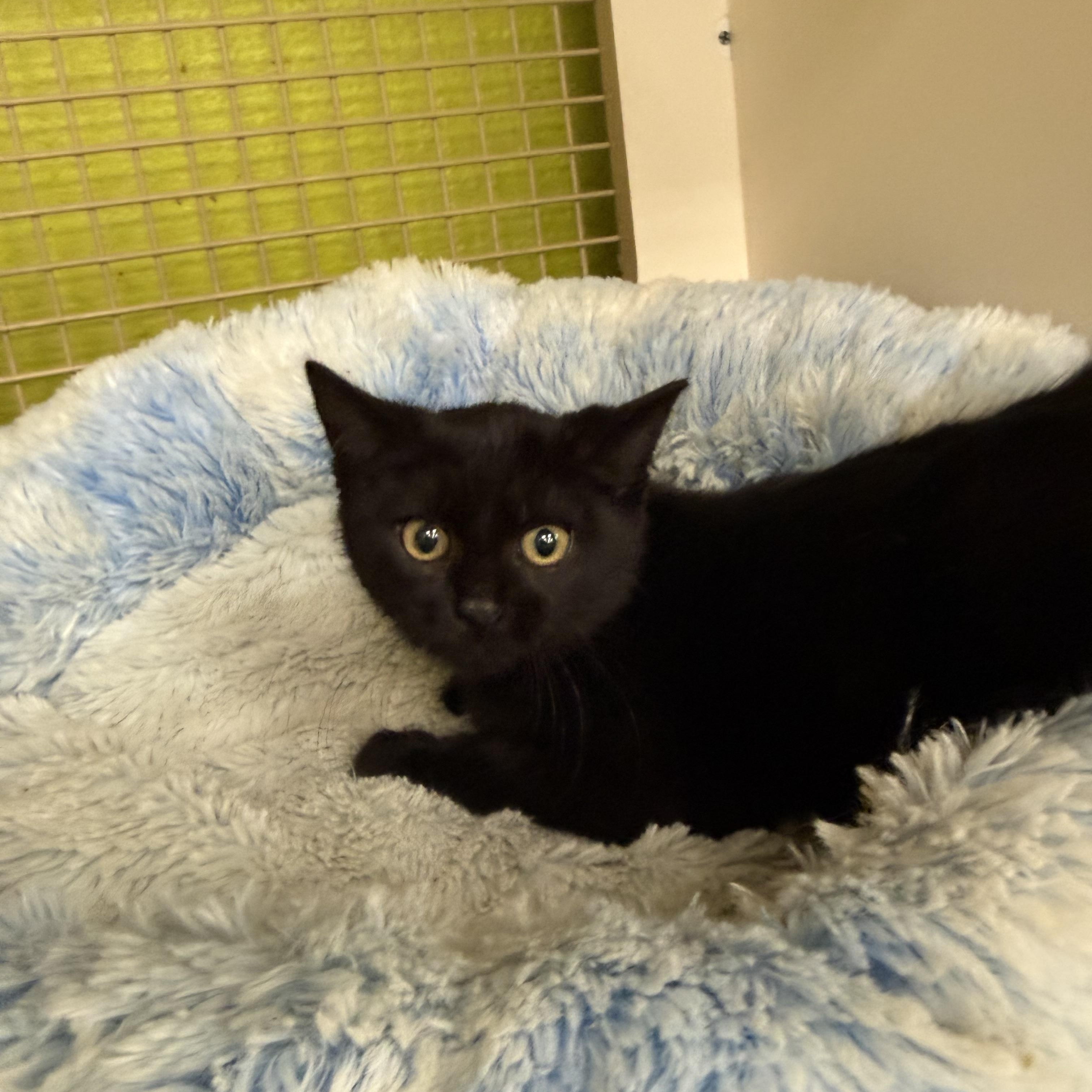 Night Shift, adoptable, Kitten Male Burmese.