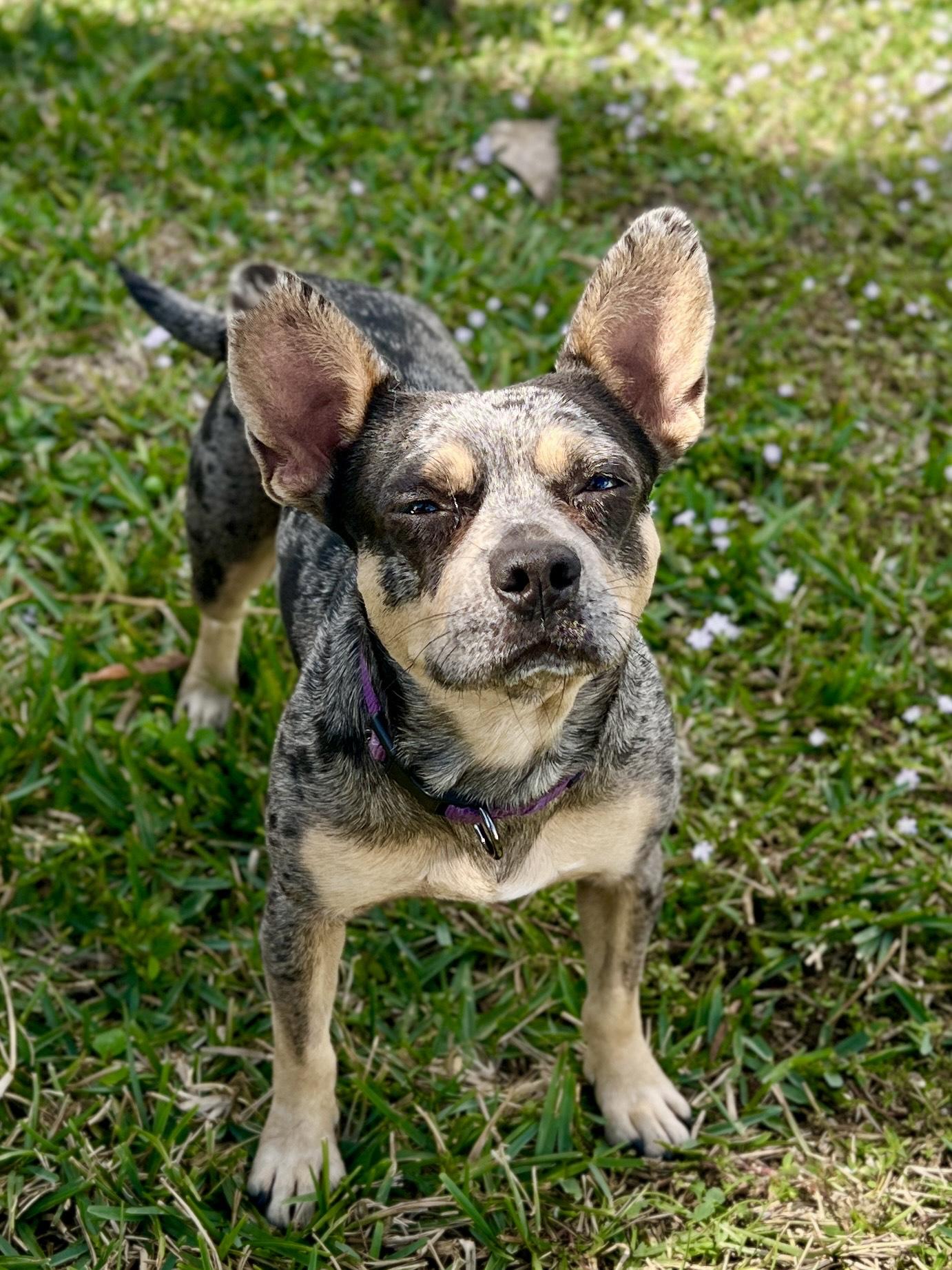 Enlarge Pimienta, a ADOPTABLE mixed breed in Miramar, FL image 2/3