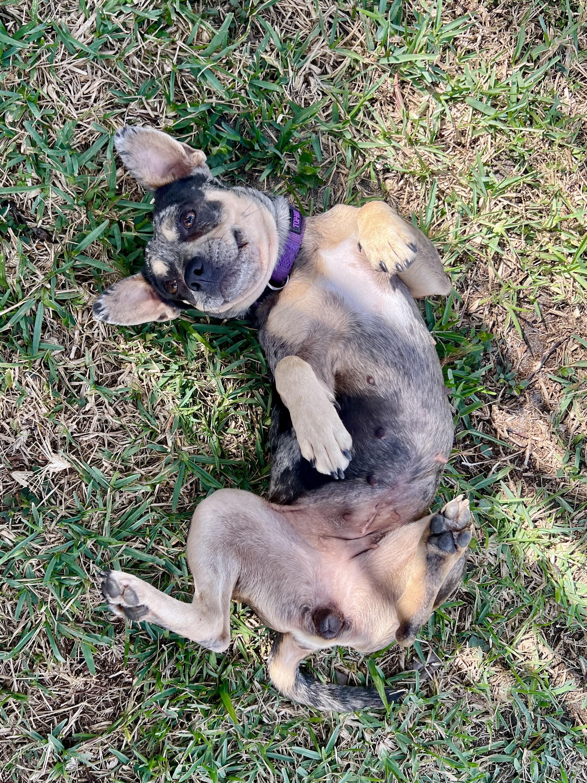 Enlarge Pimienta, a ADOPTABLE mixed breed in Miramar, FL image 3/3