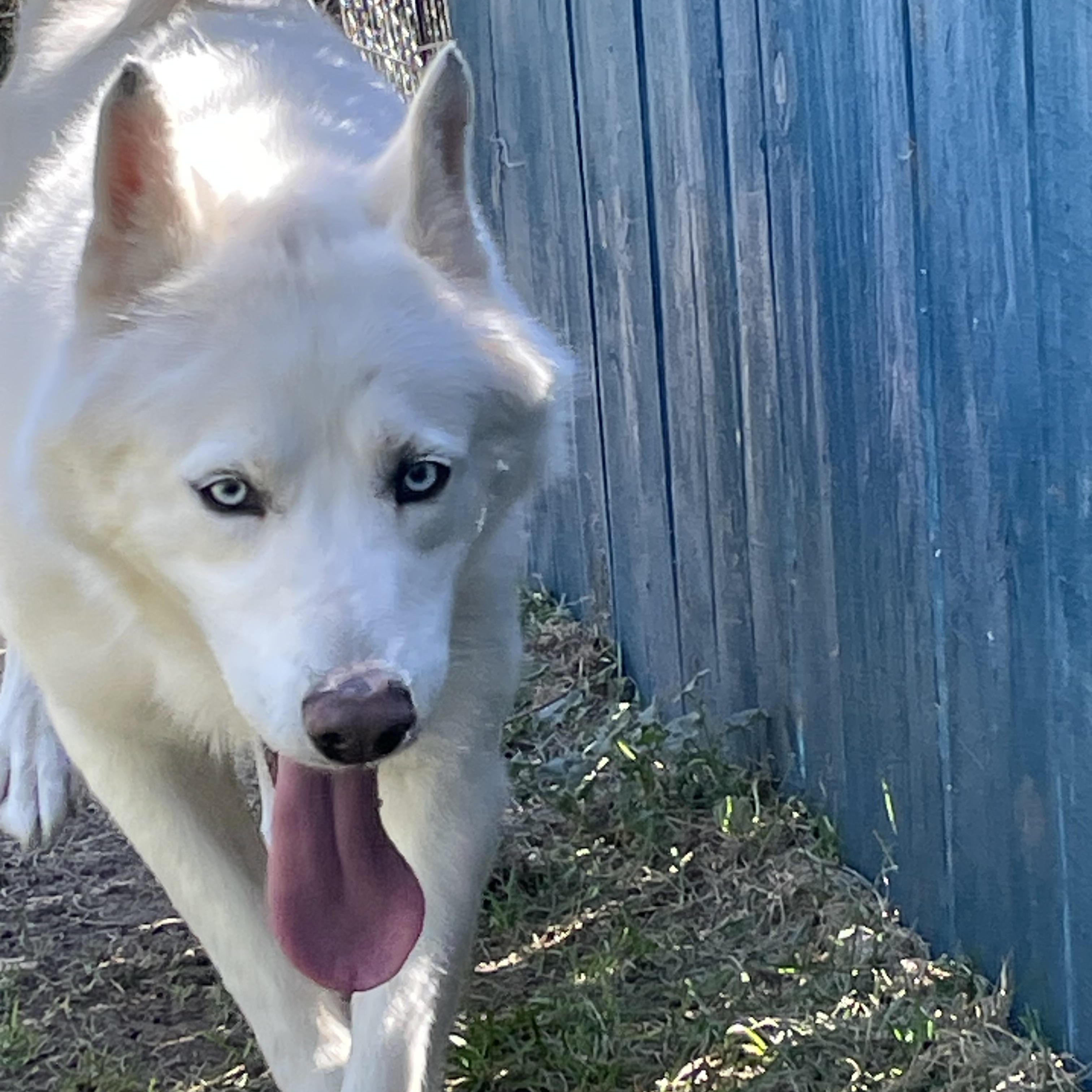 Sky, a Adoptable Alaskan Malamute in Durango, CO image 2/2