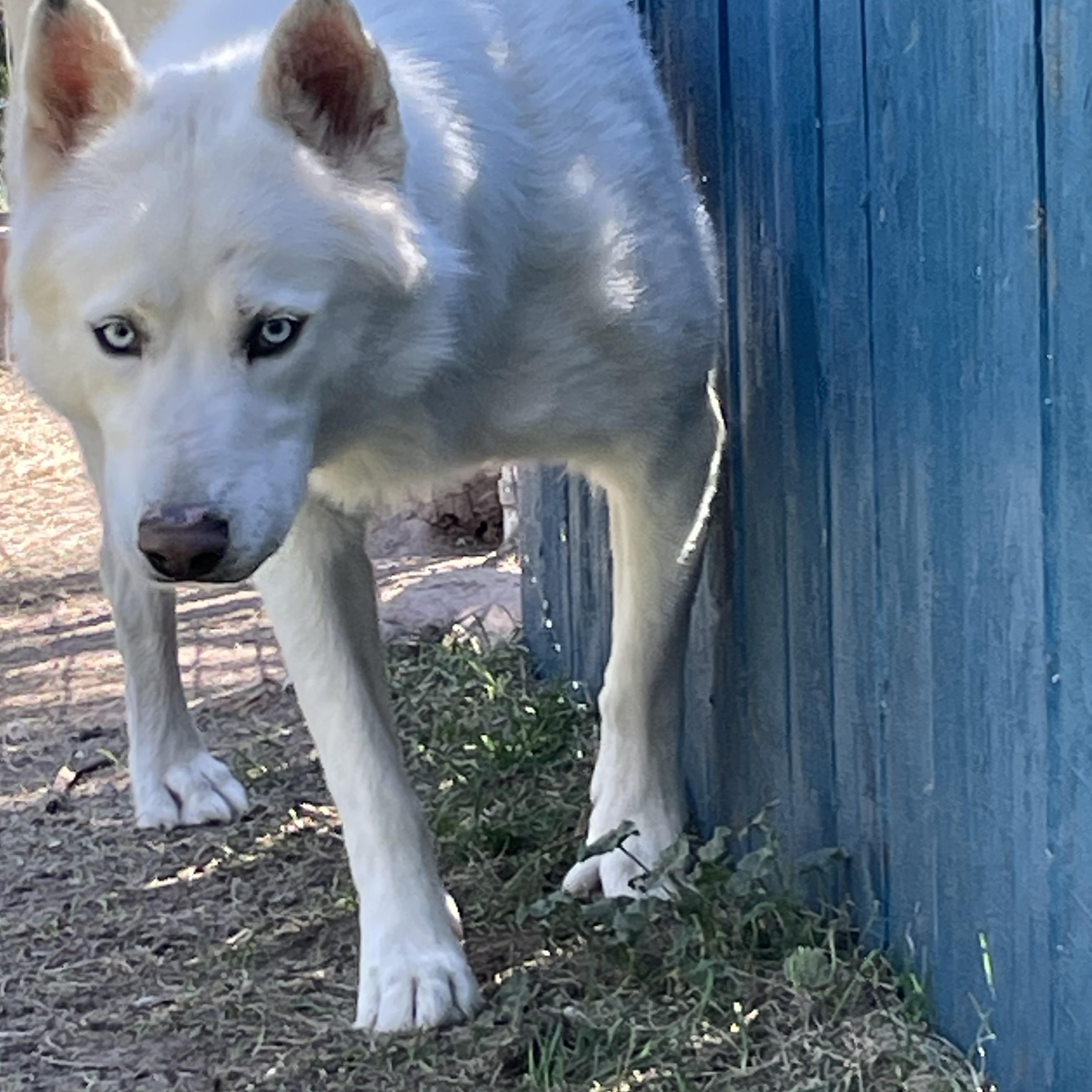 Sky, a Adoptable Alaskan Malamute in Durango, CO image 1/2