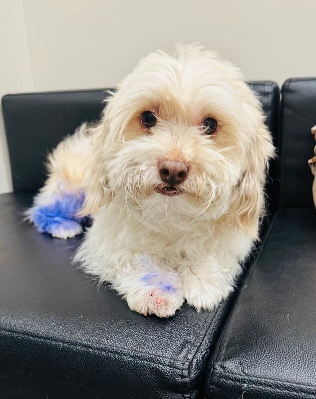 Pickles, Adoptable, Adult Male Maltese & Mixed Breed.