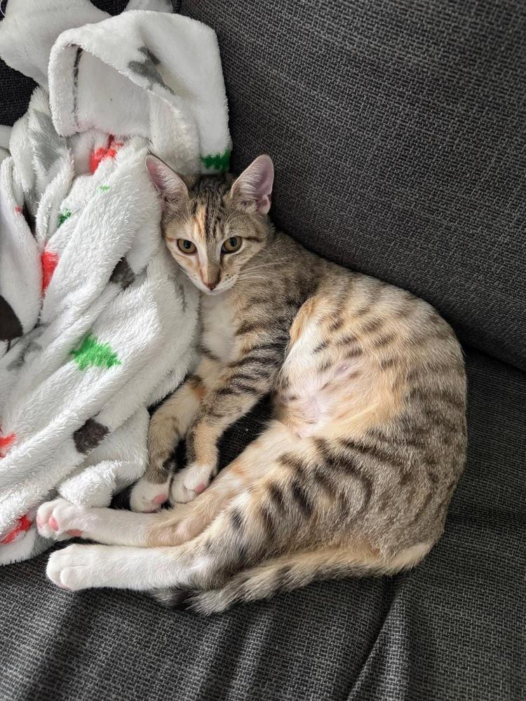 Unique Ully, Adopted, Kitten Female Tabby & Calico.