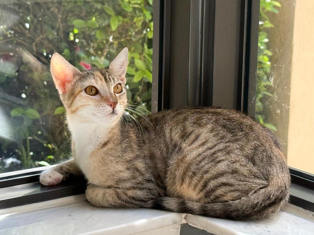 Enlarge Unique Ully, a Adopted mixed breed in Randolph, MA image 2/3