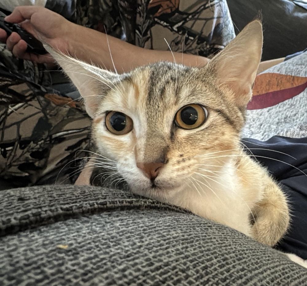 Enlarge Unique Ully, a Adopted mixed breed in Randolph, MA image 3/3