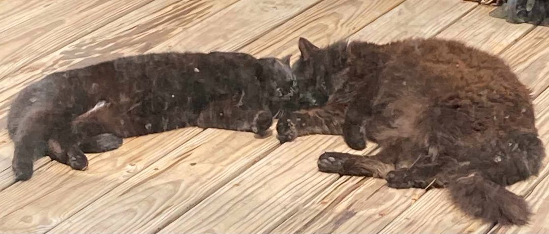 Bear and Gina, Adult Male Domestic Long Hair