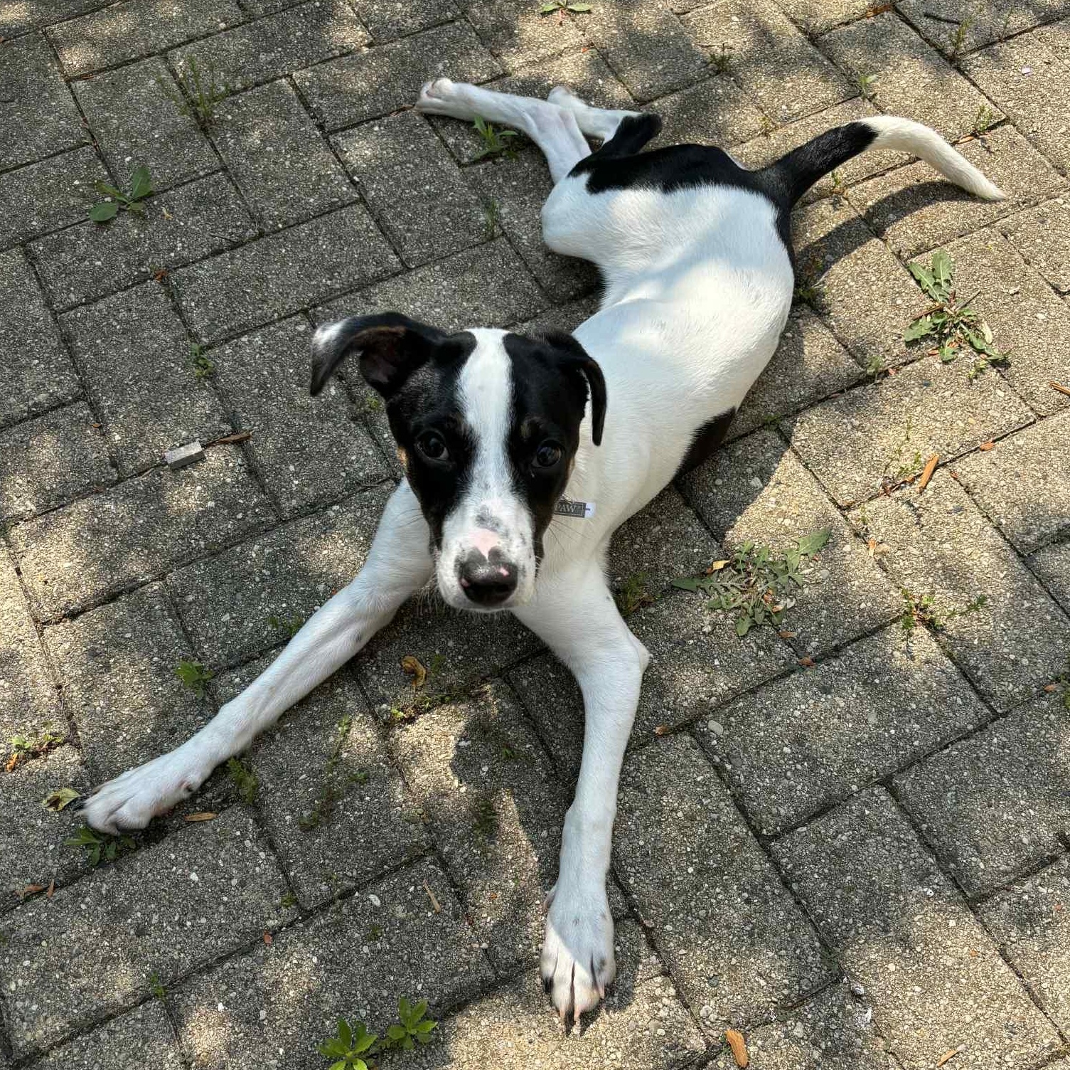 Molly, Young Female unknown