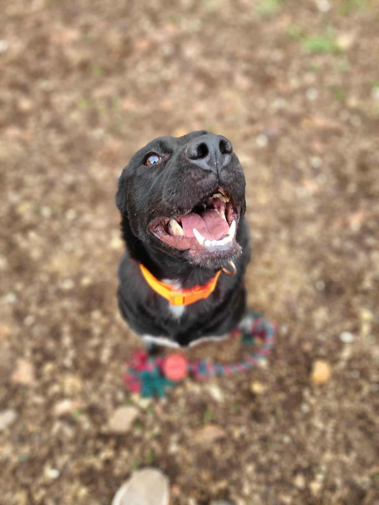 Enlarge Leilani, a Adoptable Mixed Breed in Crocker, MO image 1/1