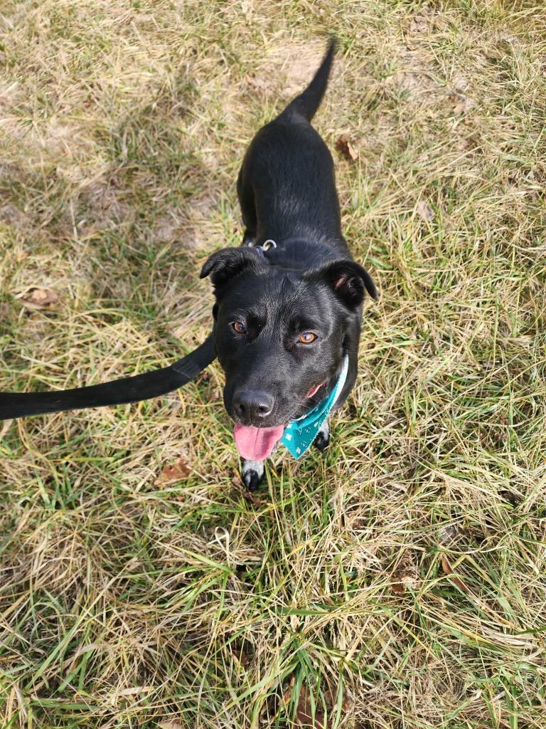 Leilani, Adoptable, Adult Female Mixed Breed.