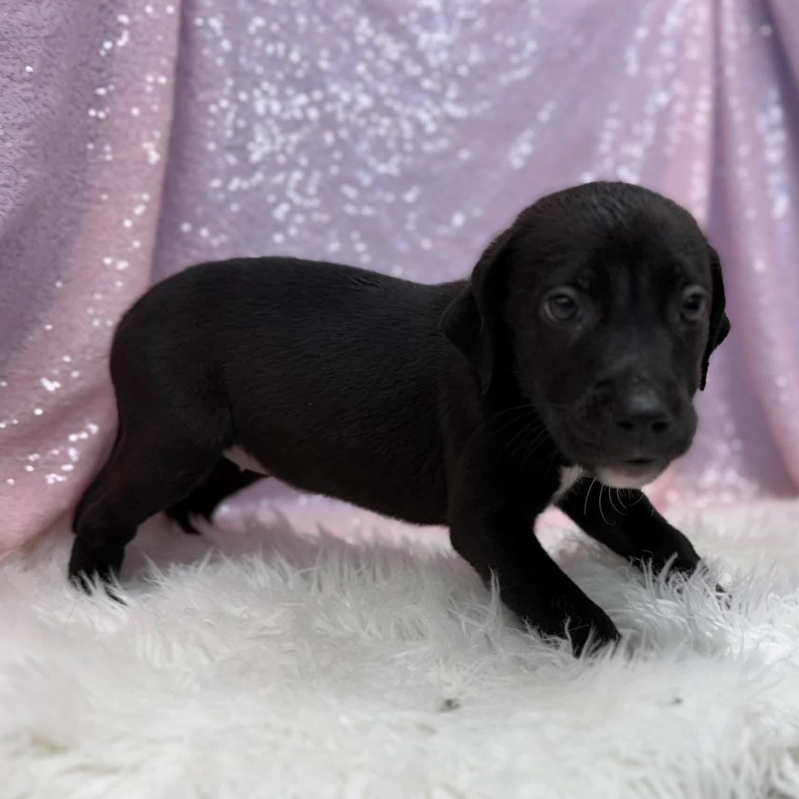 Brie, ADOPTABLE, Puppy Female Retriever & Mixed Breed.