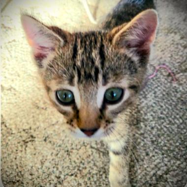 Enlarge Bobcat, a other Domestic Short Hair in Mankato, MN image 1/1