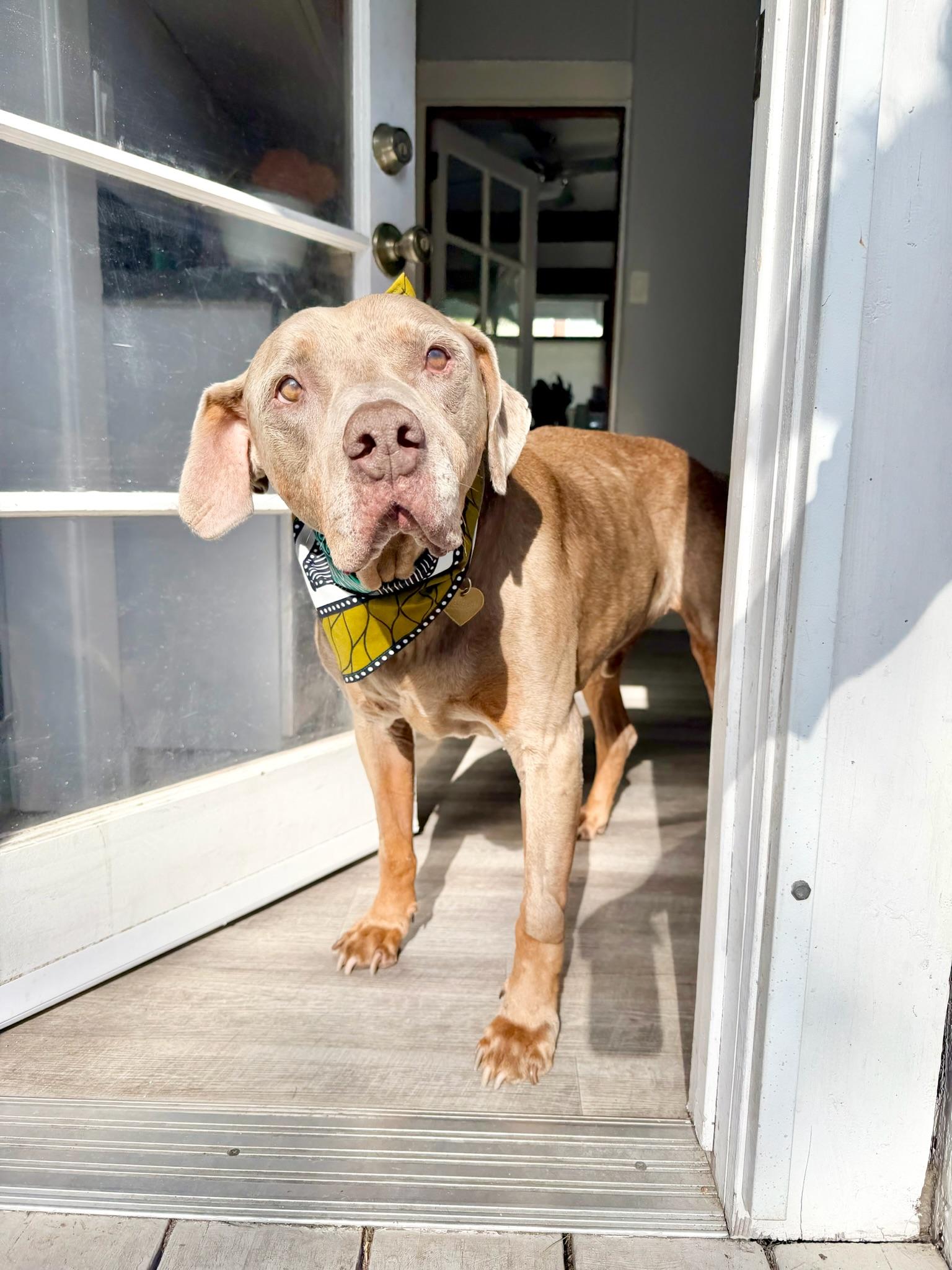 Stanley, a ADOPTABLE mixed breed in West Hollywood, CA image 2/6