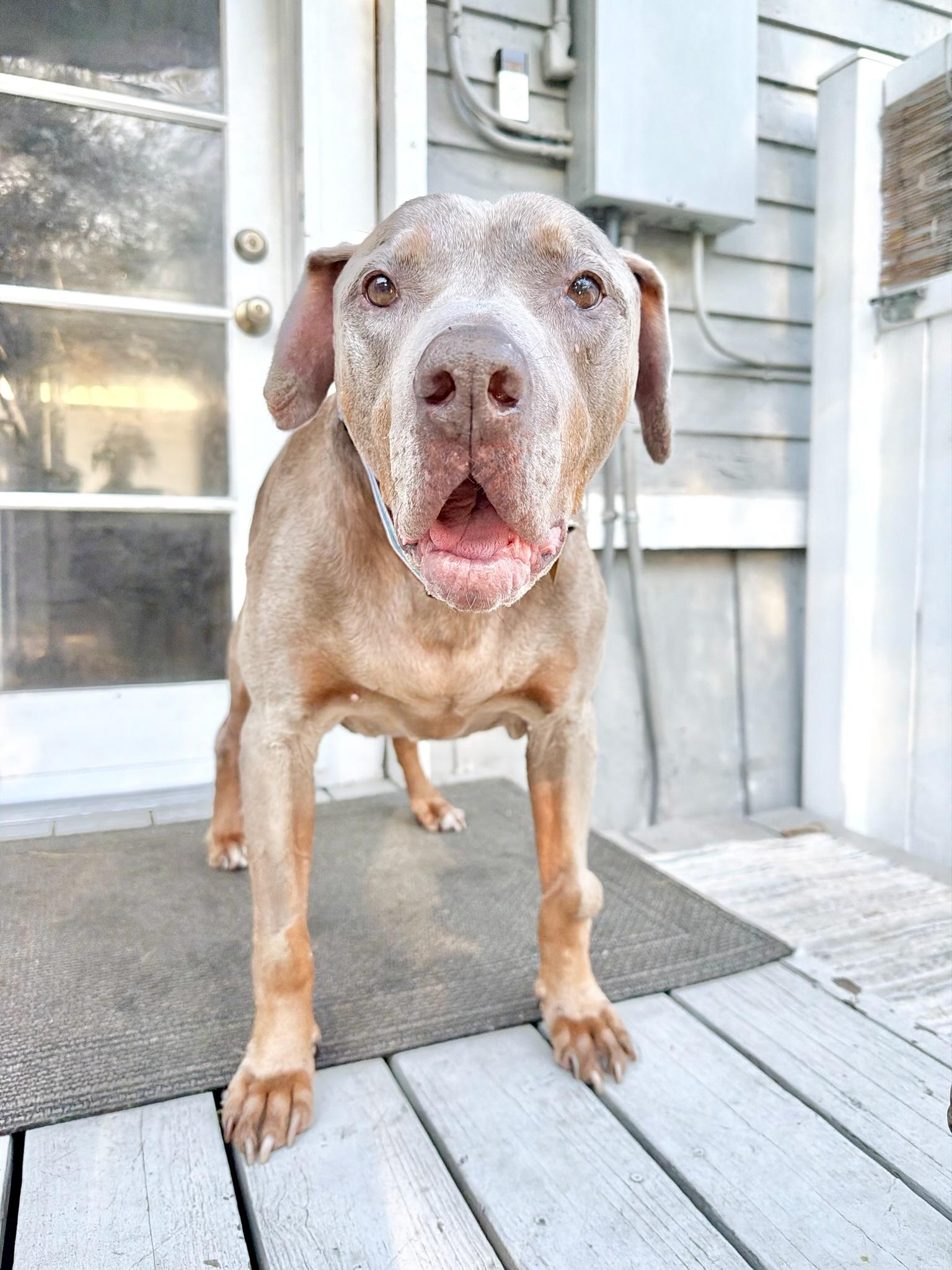 Stanley, a ADOPTABLE mixed breed in West Hollywood, CA image 6/6