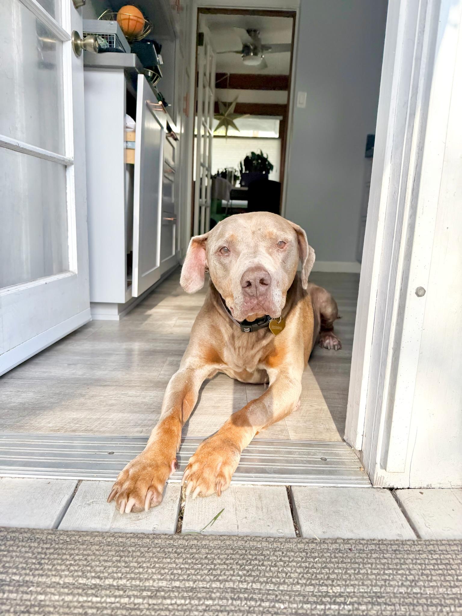 Stanley, a ADOPTABLE mixed breed in West Hollywood, CA image 3/6