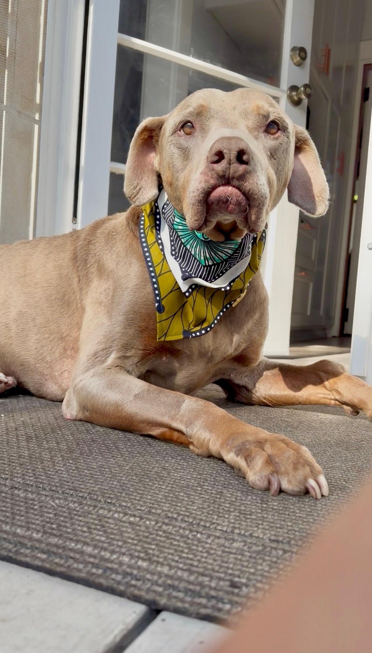Stanley, a ADOPTABLE mixed breed in West Hollywood, CA image 5/6