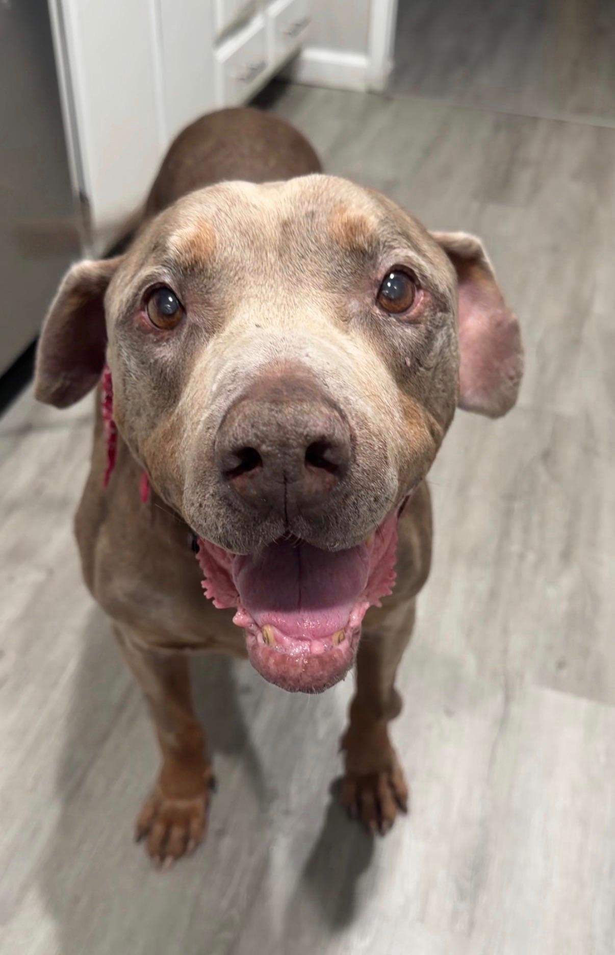 Stanley, ADOPTABLE, Senior Male American Staffordshire Terrier.