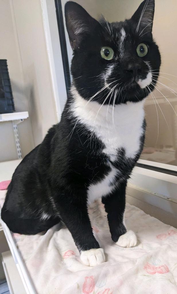 Vaughn, Adoptable, Adult Male Domestic Short Hair.