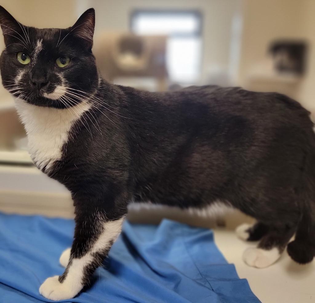 Vaughn, a Adoptable mixed breed in Fremont, OH image 2/4