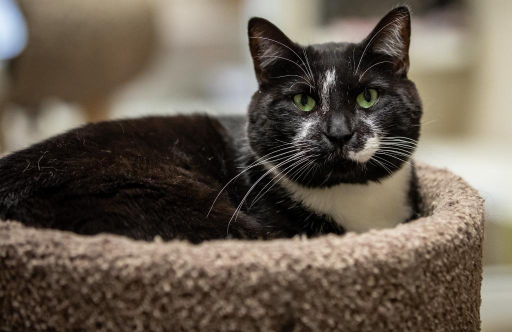 Vaughn, Adoptable, Adult Male Domestic Short Hair.