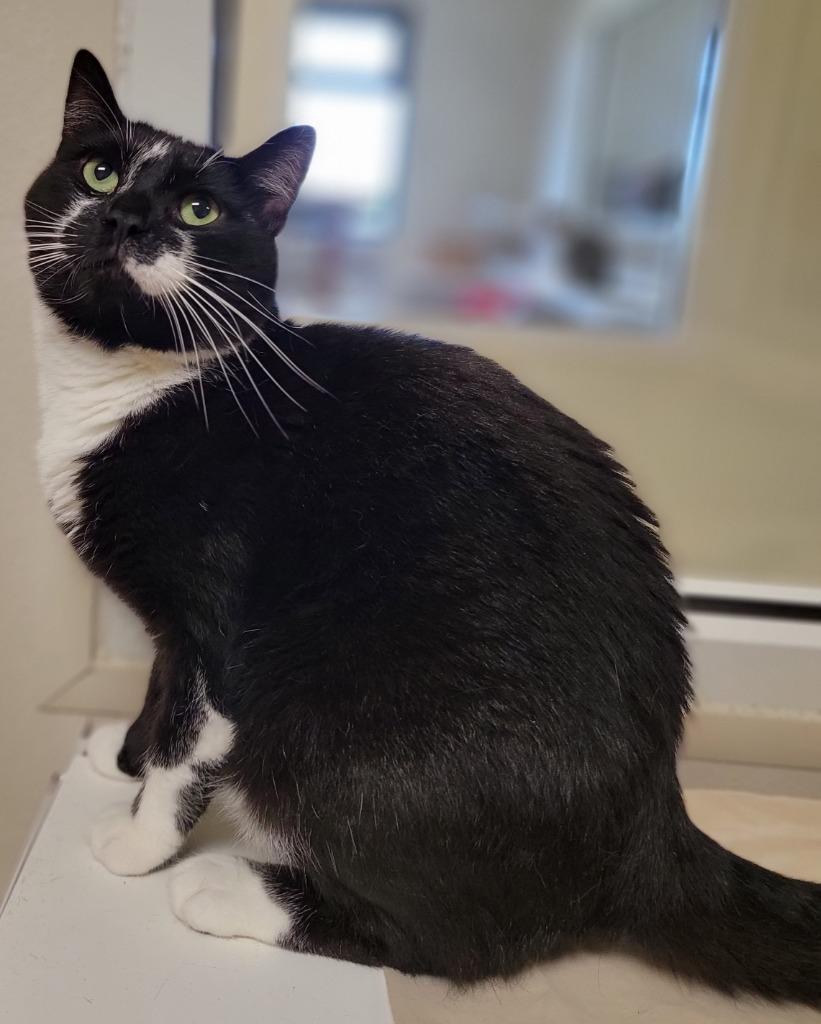 Vaughn, a Adoptable mixed breed in Fremont, OH image 4/4