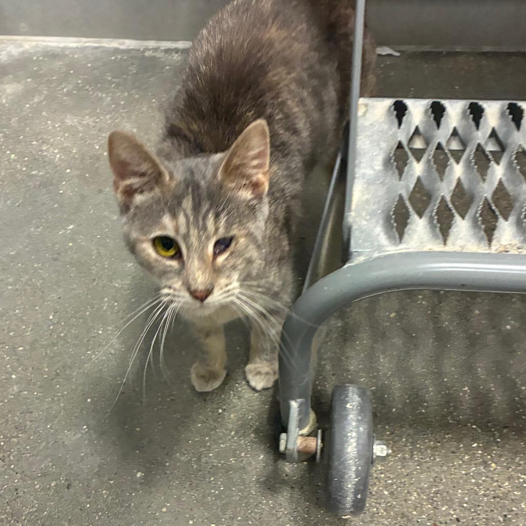 Enlarge Pirate, a Adoptable Domestic Short Hair in Shelbyville, IN image 1/3