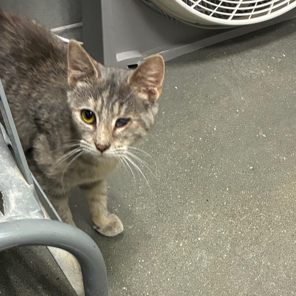 Enlarge Pirate, a Adoptable Domestic Short Hair in Shelbyville, IN image 2/3