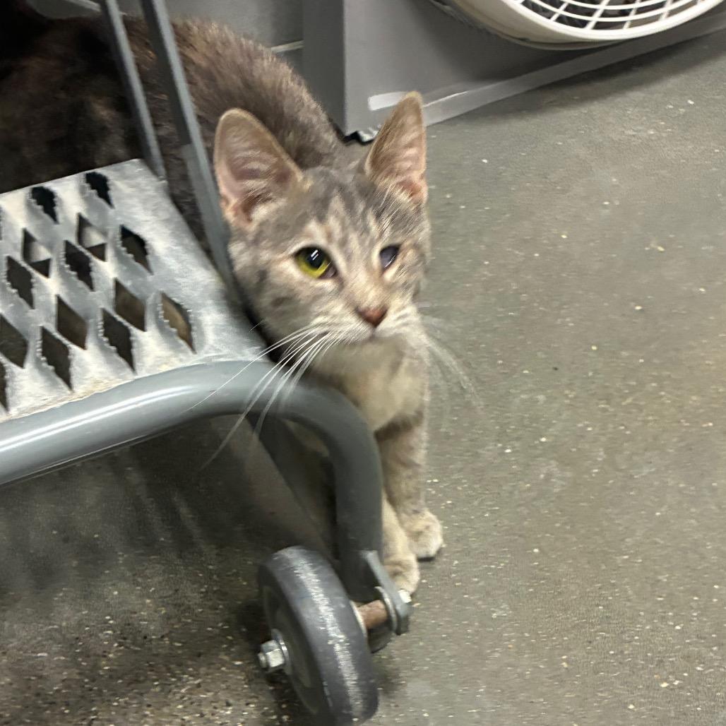 Enlarge Pirate, a Adoptable Domestic Short Hair in Shelbyville, IN image 3/3