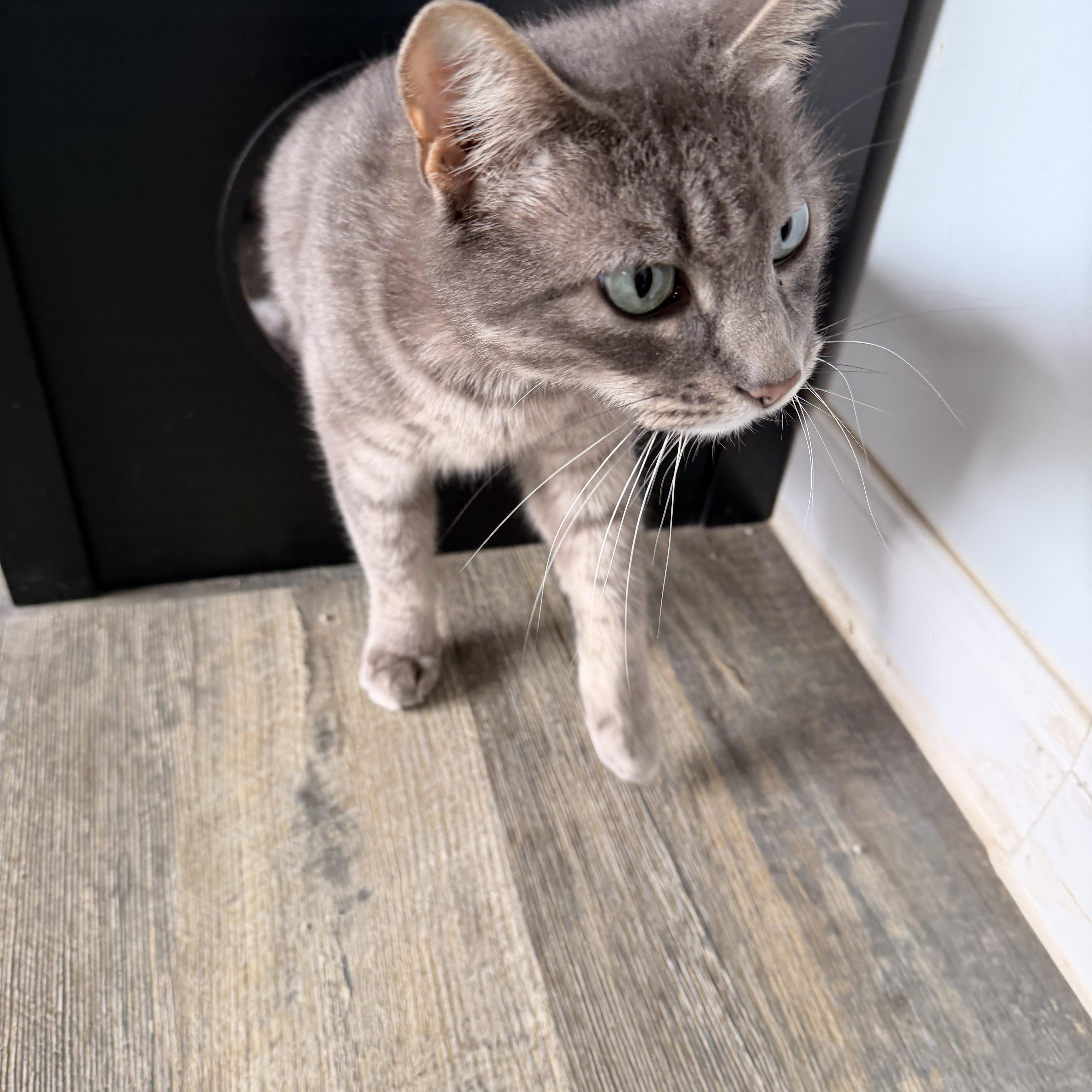 Enlarge Clayto, a ADOPTABLE Tabby in Crescent City, CA image 1/2