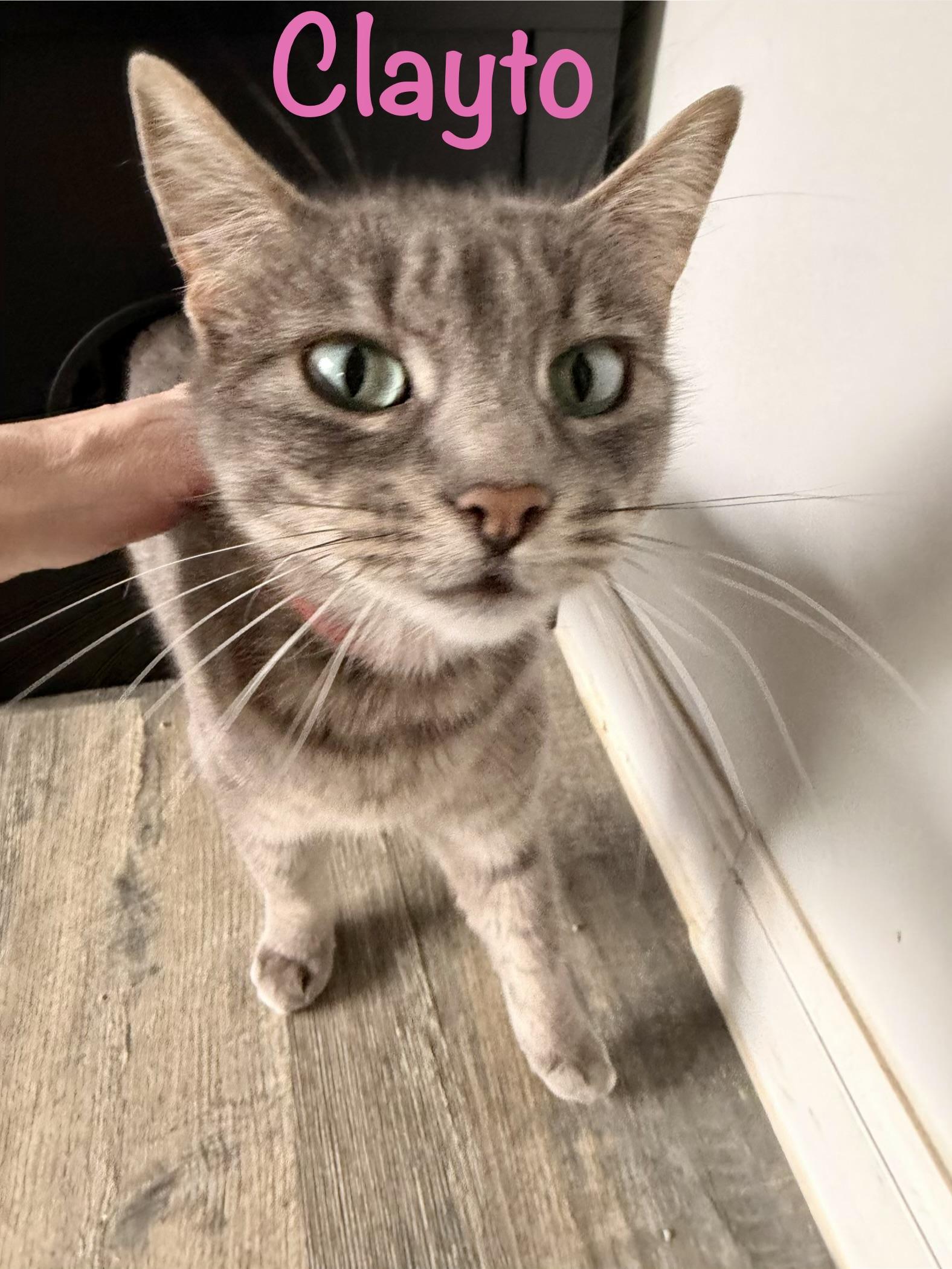 Enlarge Clayto, a ADOPTABLE Tabby in Crescent City, CA image 2/2