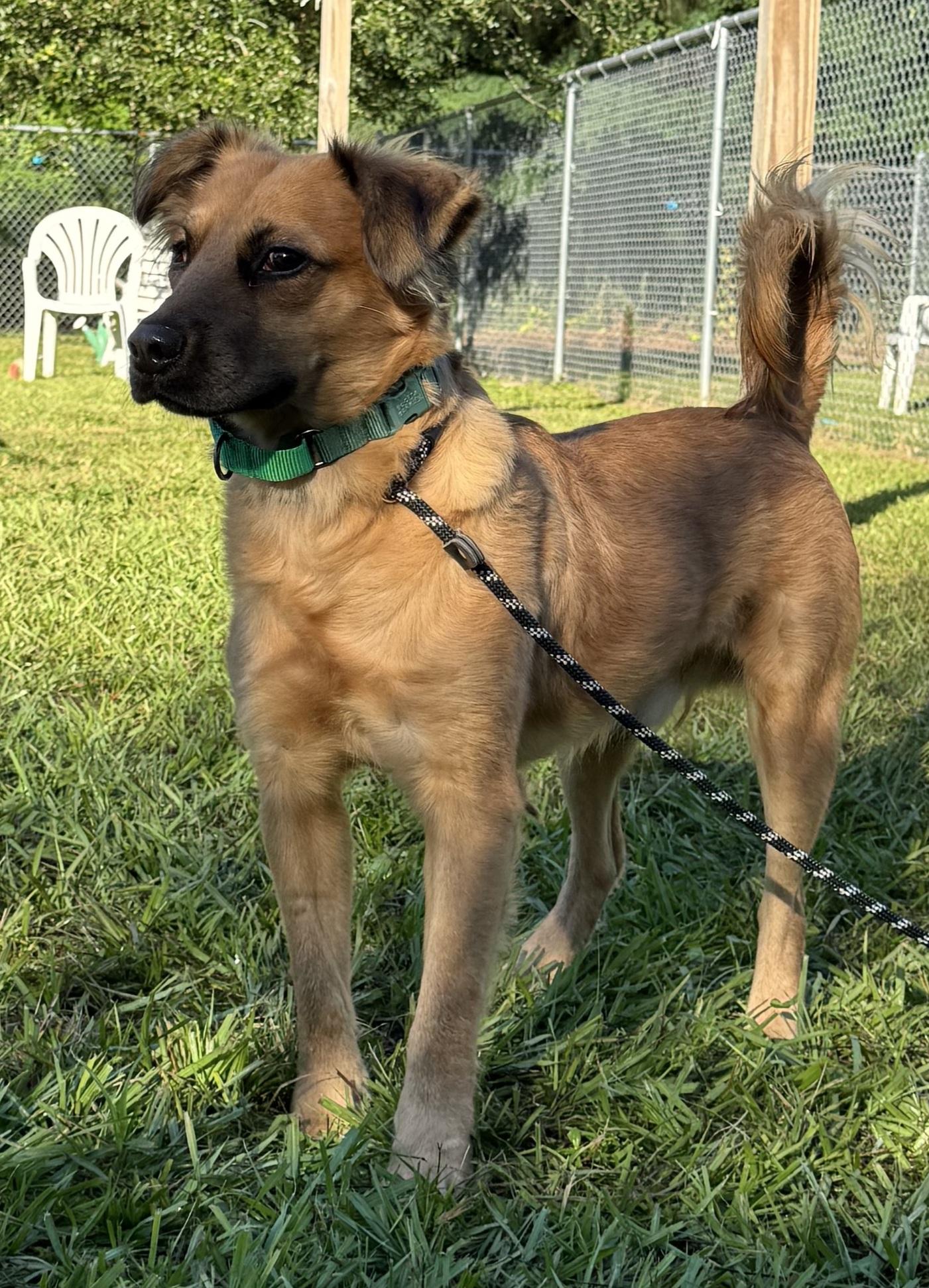 Doss 0750, Adoptable, Young Male Mixed Breed.