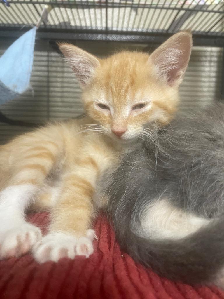 Isaiah, Adoptable, Kitten Male Domestic Medium Hair.