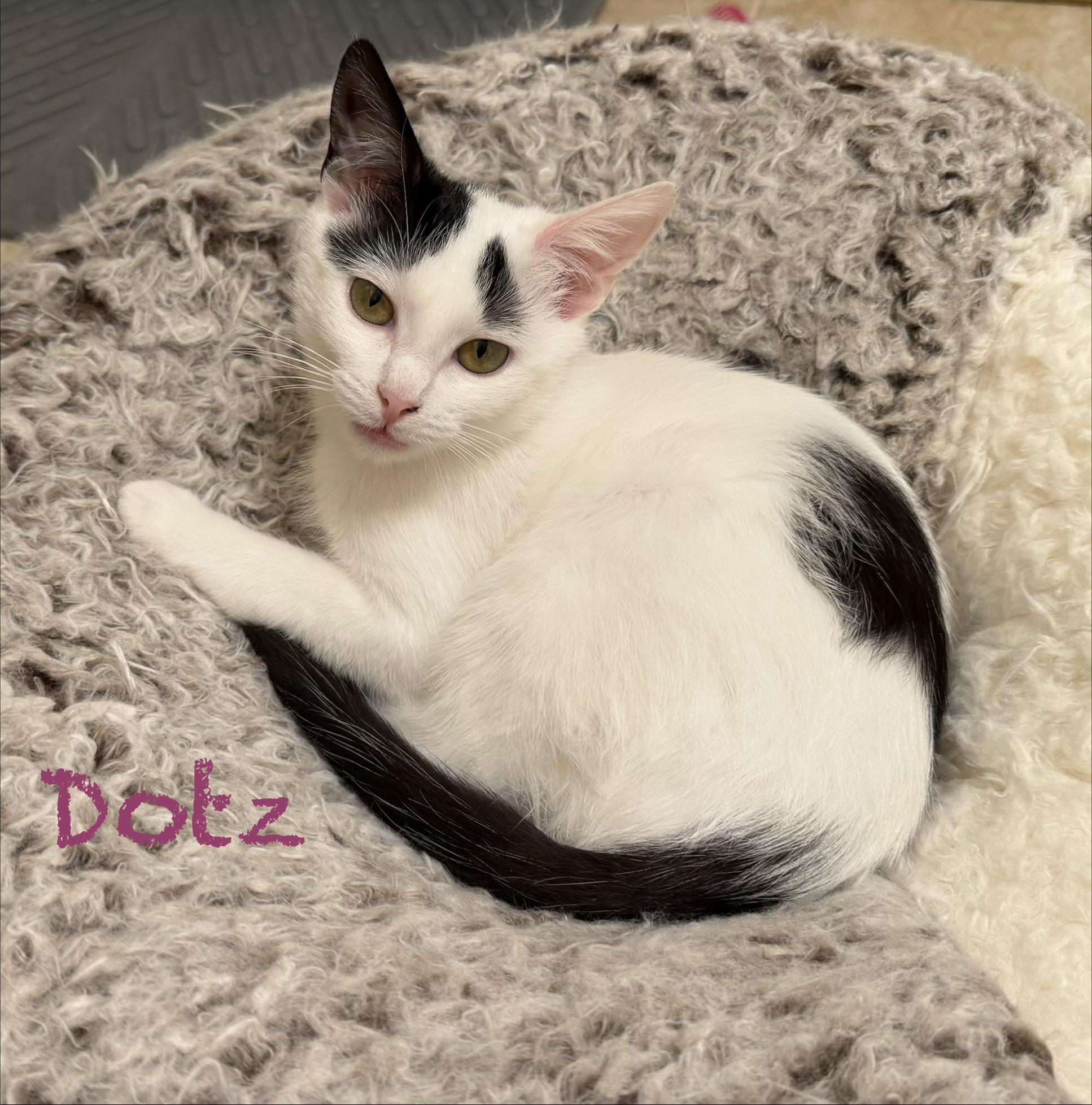 Enlarge Dotz & Axel in foster care, a ADOPTABLE Domestic Short Hair in Ellicott City, MD image 2/6