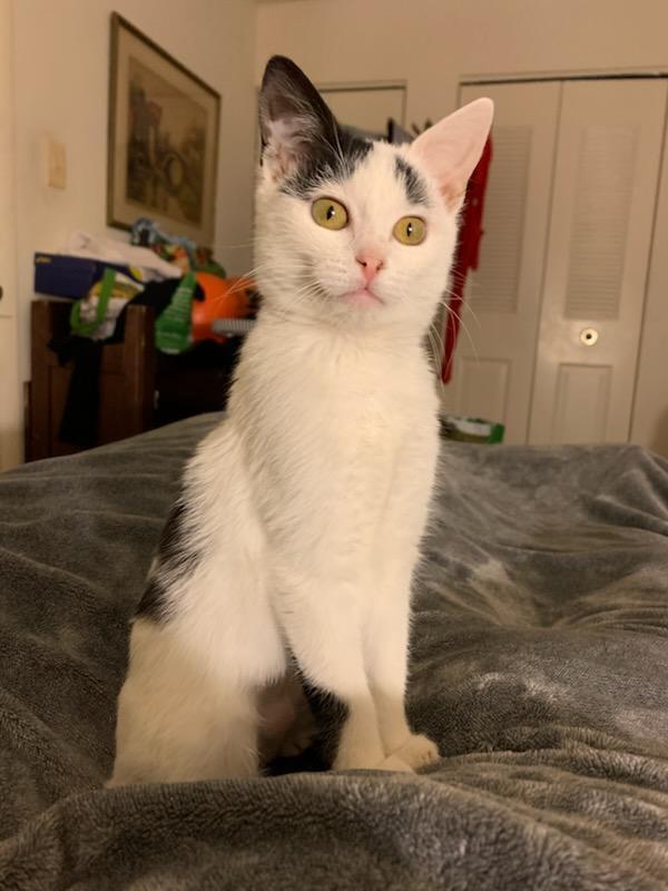 Enlarge Dotz & Axel in foster care, a ADOPTABLE Domestic Short Hair in Ellicott City, MD image 2/6