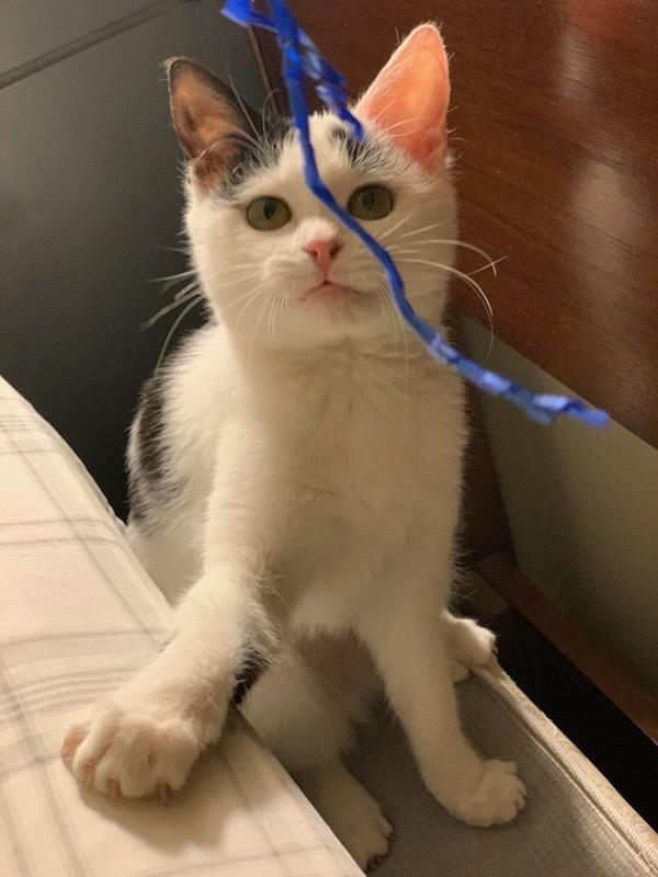 Enlarge Dotz & Axel in foster care, a ADOPTABLE Domestic Short Hair in Ellicott City, MD image 3/6