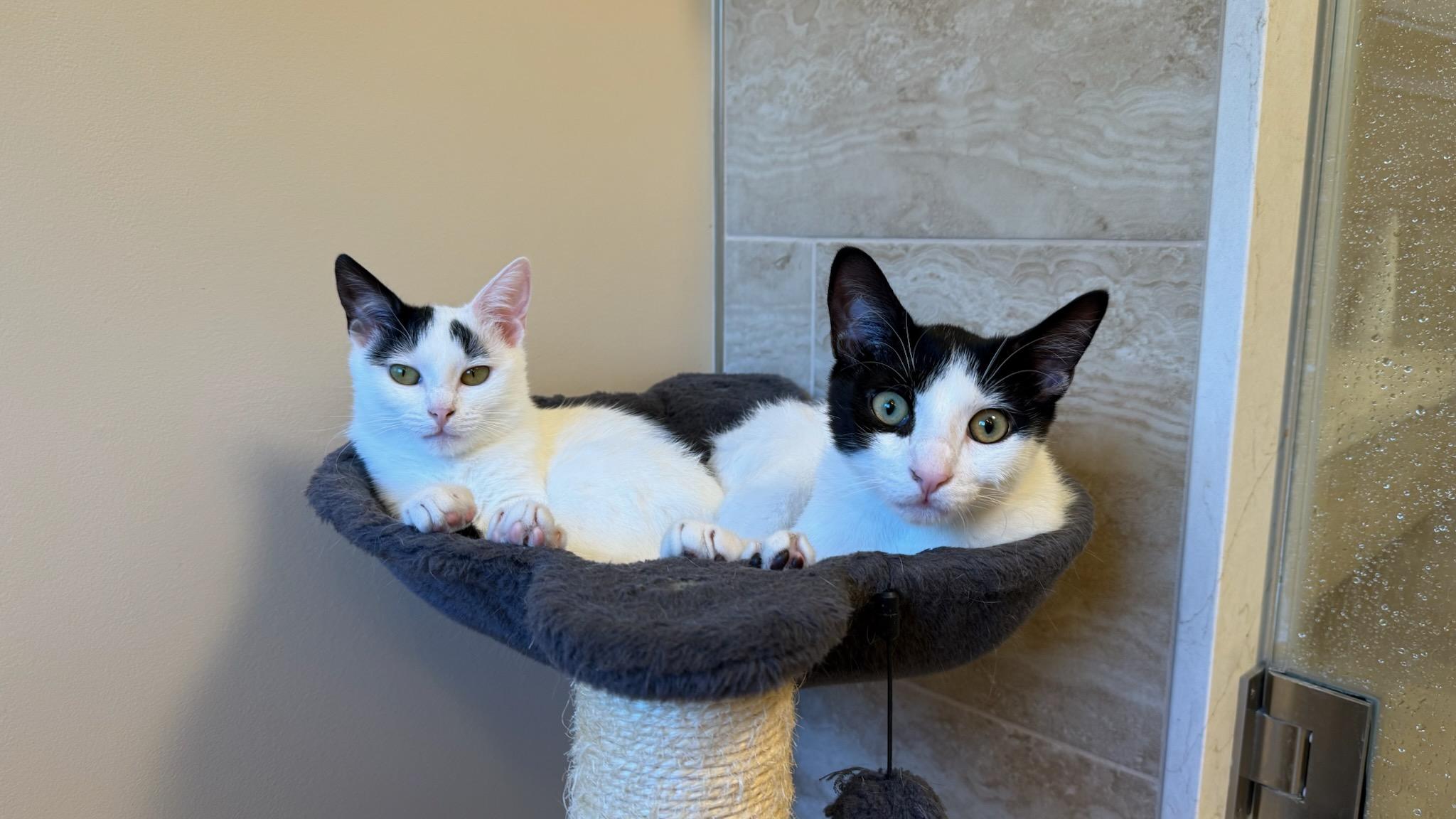 Dotz & Axel in foster care, a ADOPTABLE Domestic Short Hair in Ellicott City, MD image 6/6