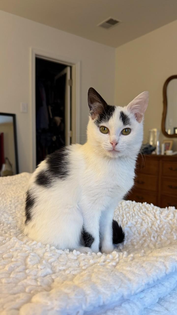 Enlarge Dotz & Axel in foster care, a ADOPTABLE Domestic Short Hair in Ellicott City, MD image 4/6