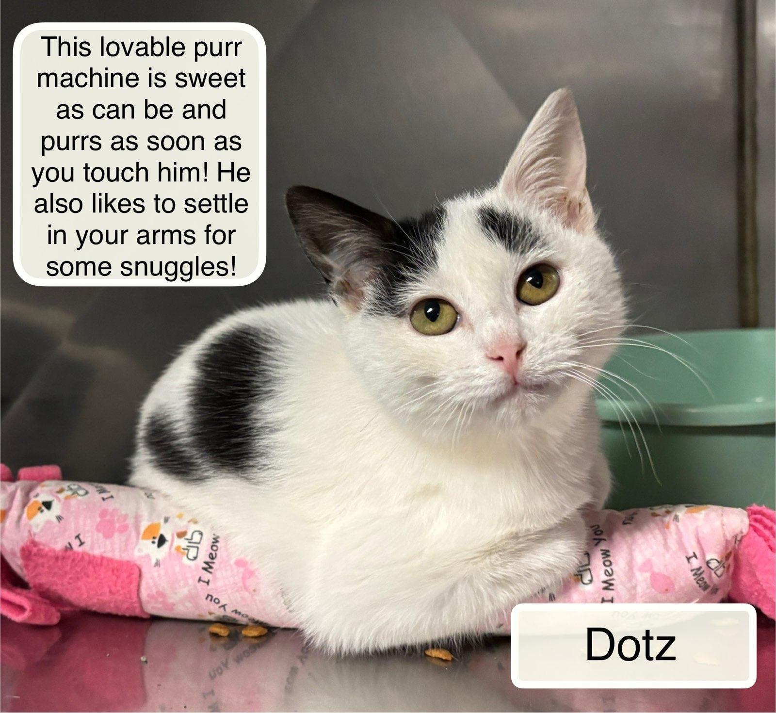 Enlarge Dotz & Axel in foster care, a ADOPTABLE Domestic Short Hair in Ellicott City, MD image 5/6