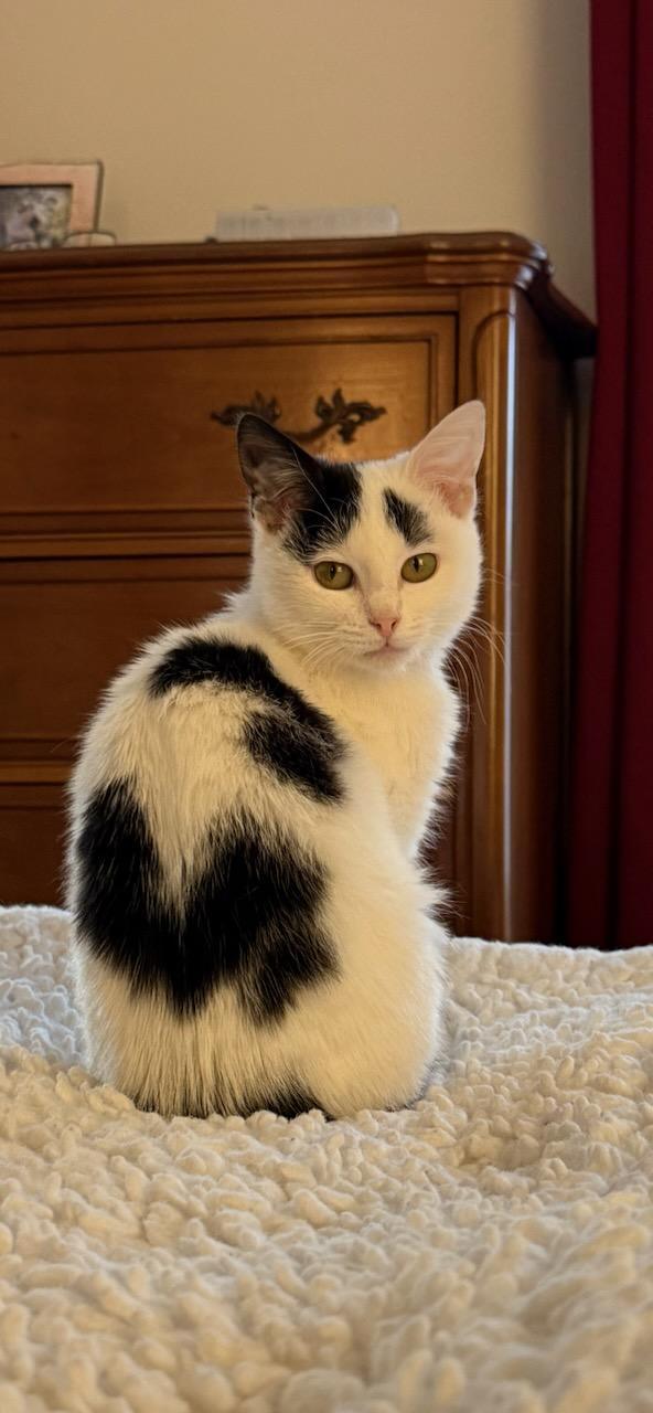 Dotz & Axel in foster care, ADOPTABLE, Kitten Female Domestic Short Hair.