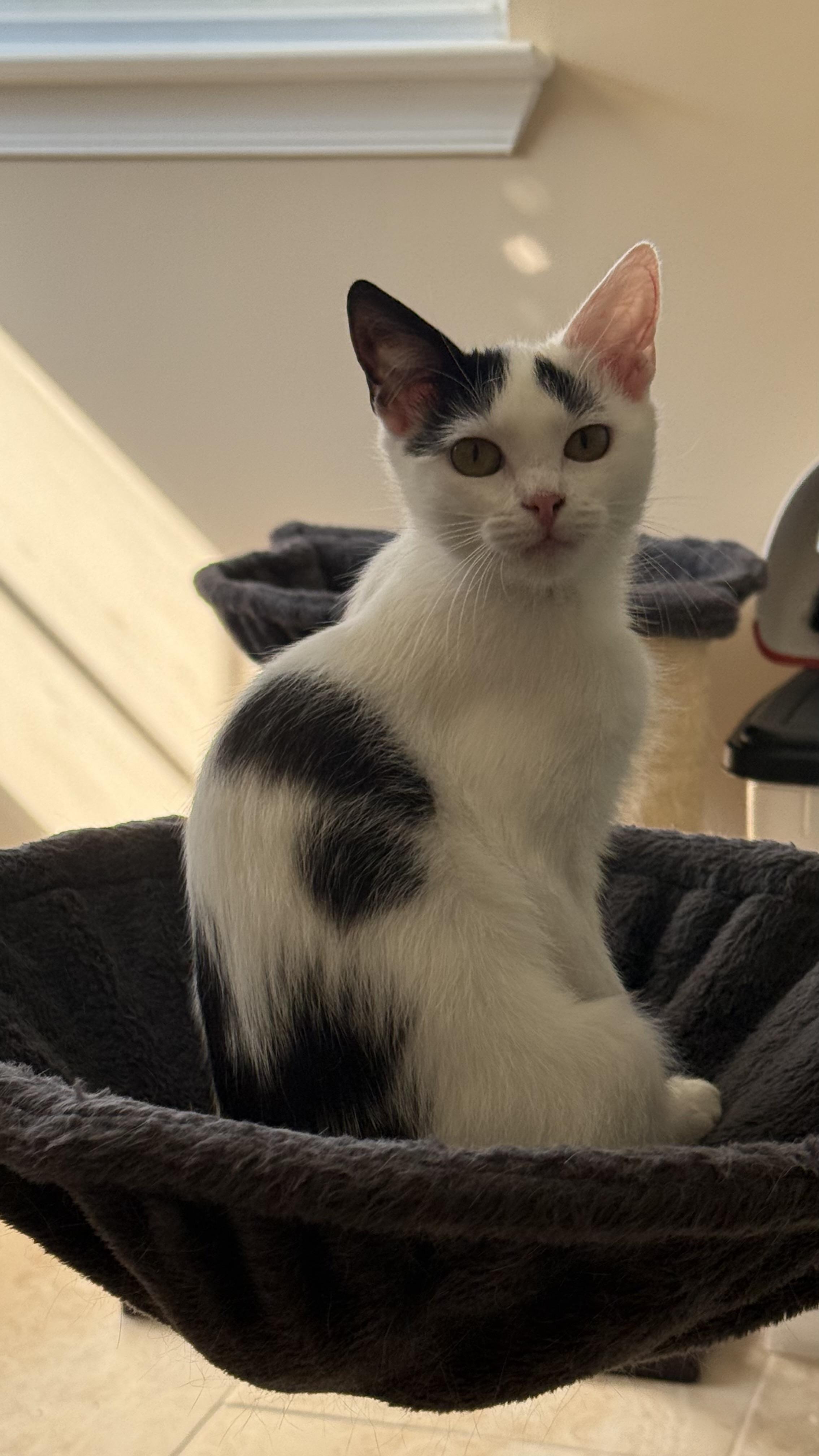 Enlarge Dotz & Axel in foster care, a ADOPTABLE Domestic Short Hair in Ellicott City, MD image 4/6