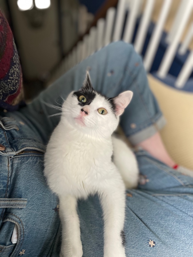 Enlarge Benjamin Beans - INCONTINENT, a Adoptable Domestic Short Hair in Brentwood, NH image 6/6