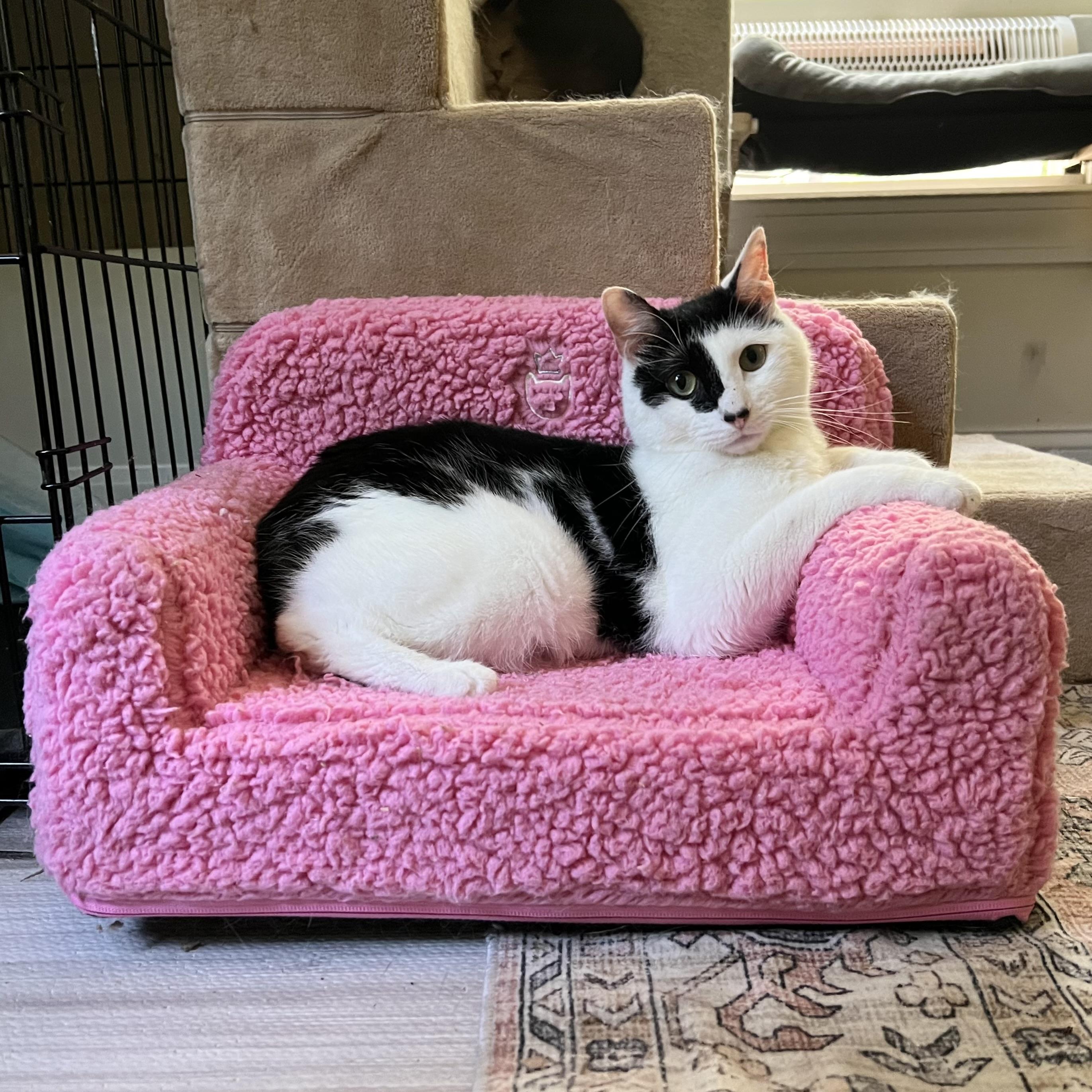 Benjamin Beans - INCONTINENT, Adoptable, Adult Male Domestic Short Hair.