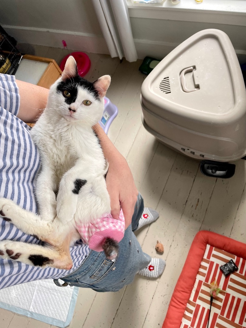 Enlarge Benjamin Beans - INCONTINENT, a Adoptable Domestic Short Hair in Brentwood, NH image 2/6