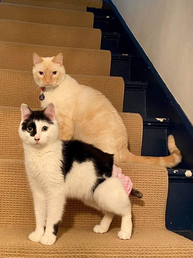 Enlarge Benjamin Beans - INCONTINENT, a Adoptable Domestic Short Hair in Brentwood, NH image 3/6