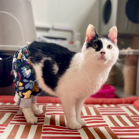 Benjamin Beans - INCONTINENT, an adoptable Domestic Short Hair in Brentwood, NH, 03833 | Photo Image 4