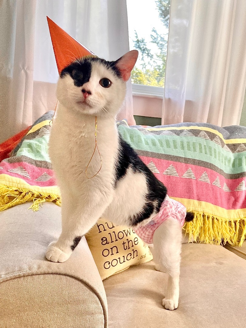 Enlarge Benjamin Beans - INCONTINENT, a Adoptable Domestic Short Hair in Brentwood, NH image 5/6